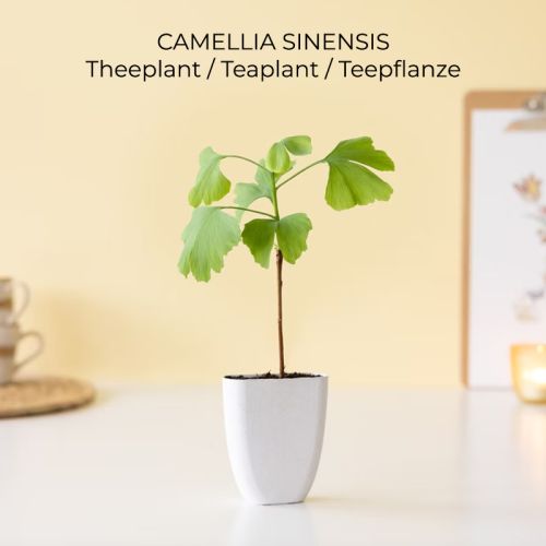 Trægave med Tiny Tony’s - Bild 7